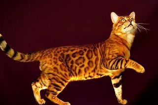 Bengálská kočka: Její kresba připomíná leoparda. Je nejvýraznějším a nejoblíbenějším plemenem kočky. - Médium.cz